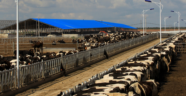 东营仙河澳亚现代牧场有限公司工作环境牛场