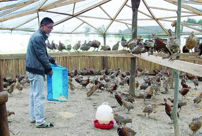野鸡喂水有什么要求(2)